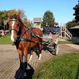 paardenzegening 2016 009